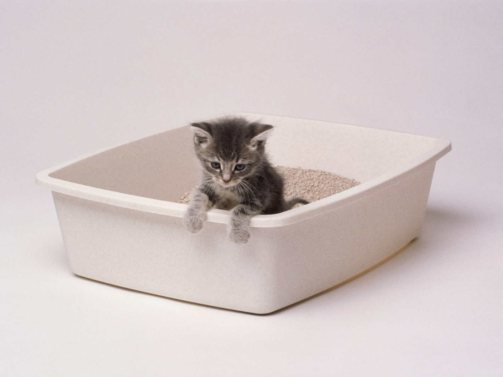 The Best Cat Litter Box Is Hard to Find&-Here Are 13 We Love