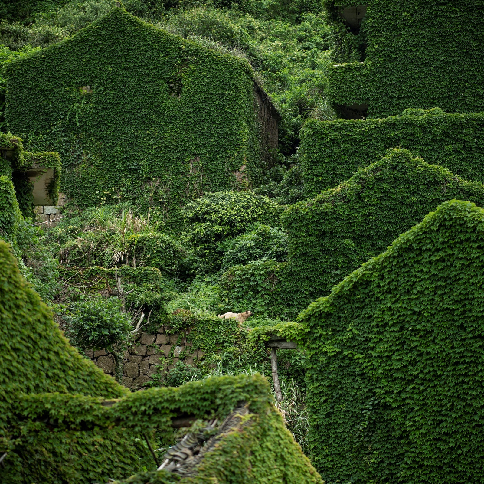 8 Enchanting Places Fully Reclaimed by Nature